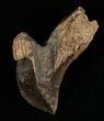 Huge, Unworn Triceratops Tooth - #5710-1